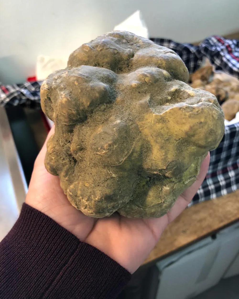 Tartufo bianco fresco tenuto in mano
