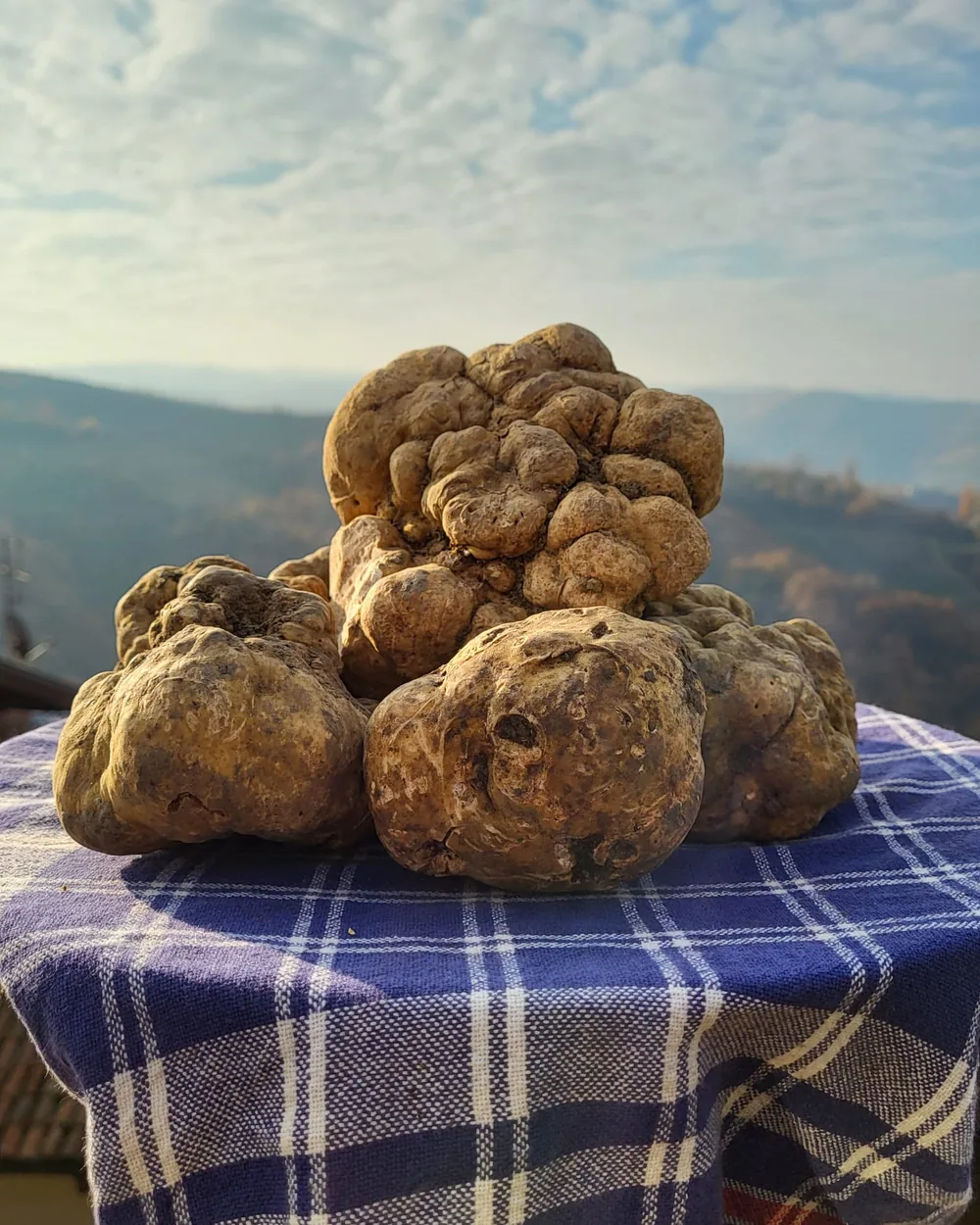 Tartufi bianchi freschi con le colline sullo sfondo