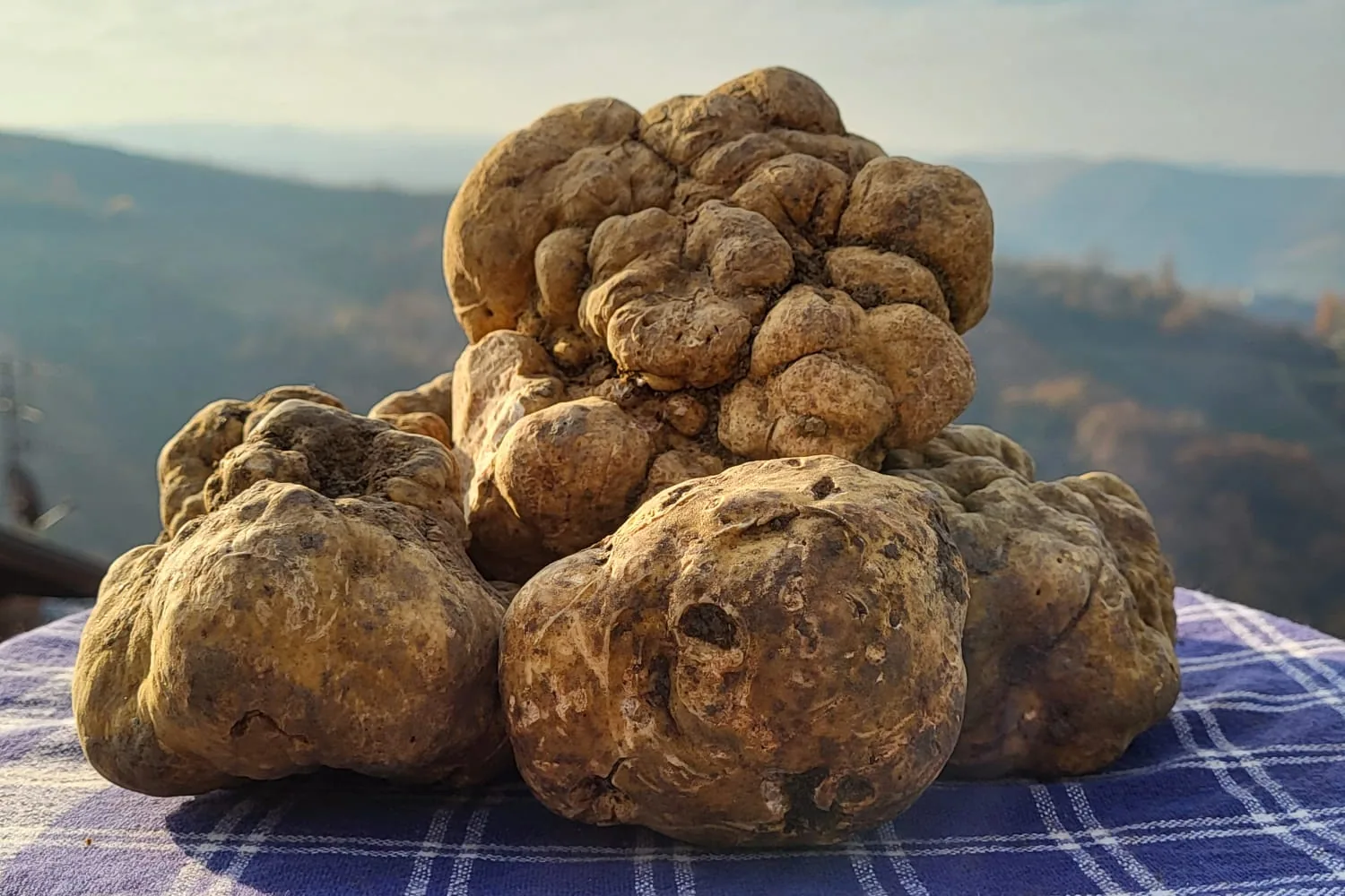 Tartufi bianchi appena arrivati